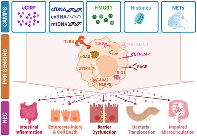 Chromatin as alarmins in necrotizing enterocolitis